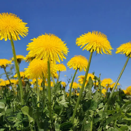 Dandelion