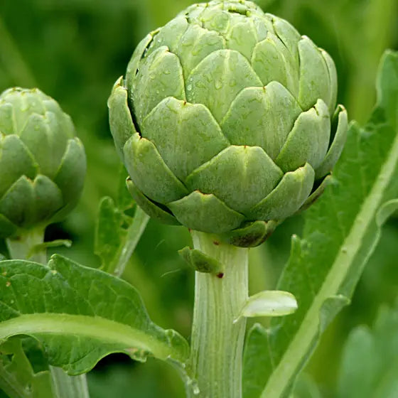 Artichoke